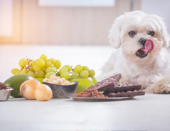 Perro con diferentes alimentos tóxicos en el suelo
